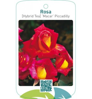 Rosa [Hybrid Tea] ‘Macar’ Piccadilly