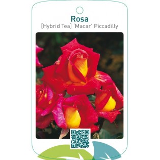 Rosa [Hybrid Tea] ‘Macar’ Piccadilly