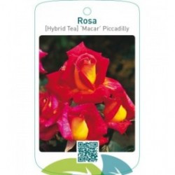 Rosa [Hybrid Tea] ‘Macar’ Piccadilly