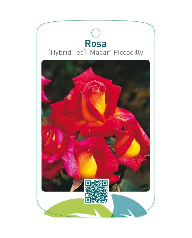 Rosa [Hybrid Tea] ‘Macar’ Piccadilly