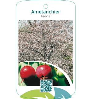 Amelanchier laevis