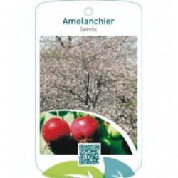 Amelanchier laevis