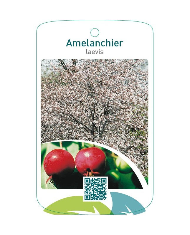 Amelanchier laevis