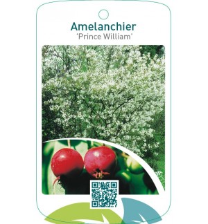 Amelanchier ‘Prince William’