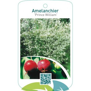 Amelanchier ‘Prince William’