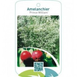 Amelanchier ‘Prince William’