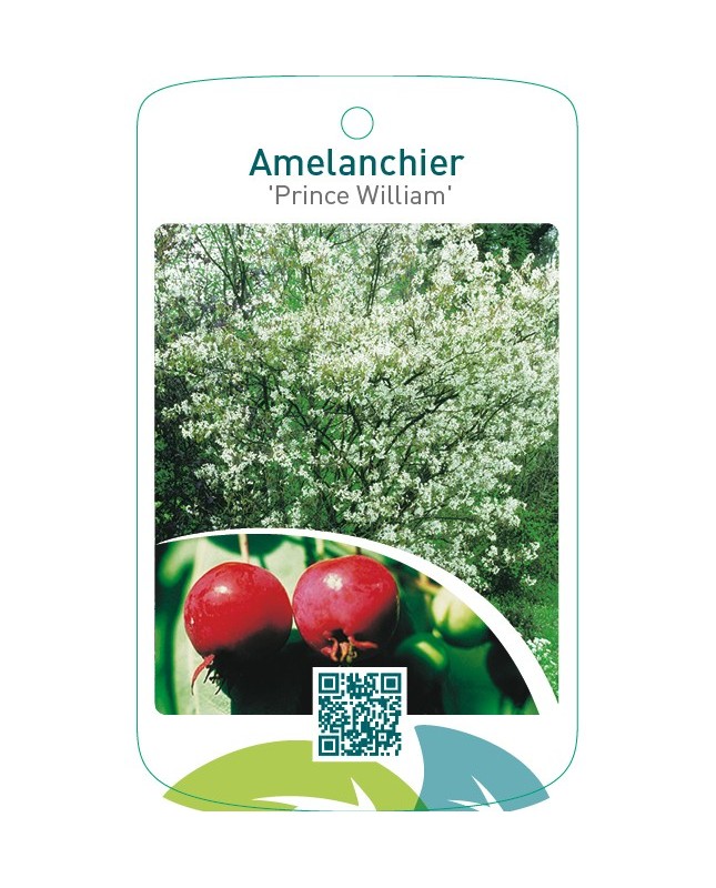 Amelanchier ‘Prince William’