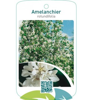 Amelanchier rotundifolia