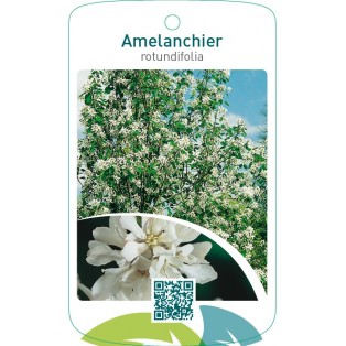 Amelanchier rotundifolia