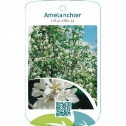 Amelanchier rotundifolia