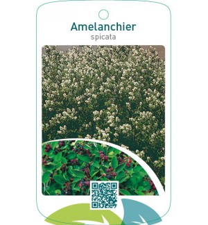 Amelanchier spicata