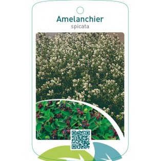 Amelanchier spicata