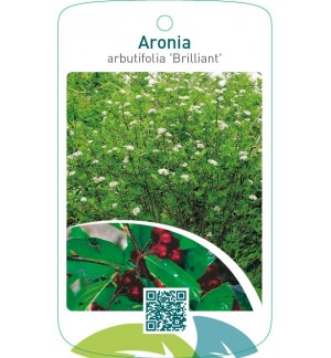 Aronia arbutifolia ‘Brilliant’
