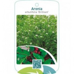 Aronia arbutifolia ‘Brilliant’