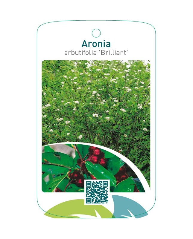 Aronia arbutifolia ‘Brilliant’