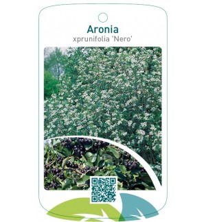 Aronia xprunifolia ‘Nero’