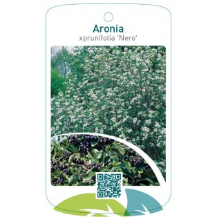Aronia xprunifolia ‘Nero’