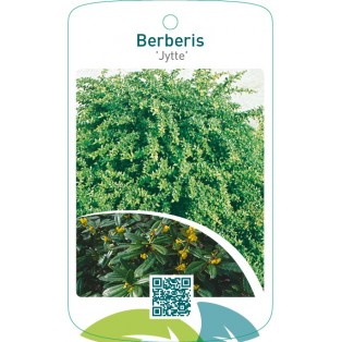 Berberis ‘Jytte’