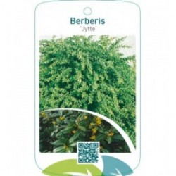 Berberis ‘Jytte’