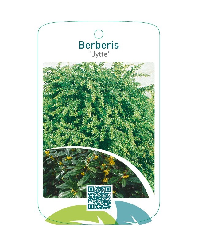 Berberis ‘Jytte’