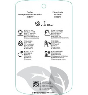 Etichette di Berberis ‘Jytte’ *