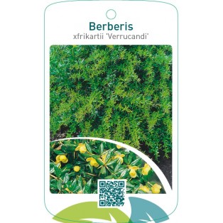 Berberis xfrikartii ‘Verrucandi’