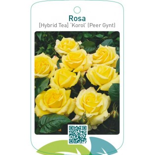 Rosa [Hybrid Tea] ‘Korol’ (Peer Gynt)