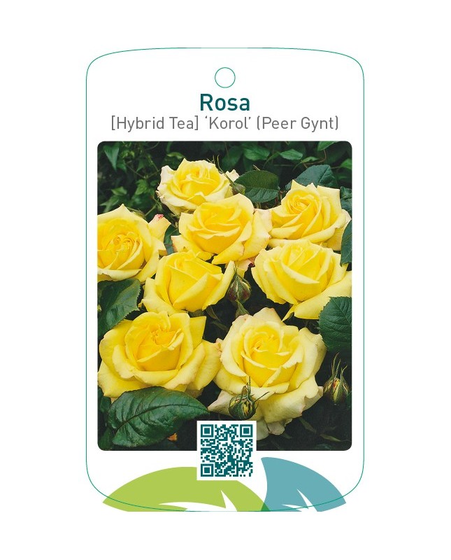 Rosa [Hybrid Tea] ‘Korol’ (Peer Gynt)