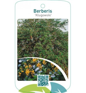 Berberis ‘Klugowski’