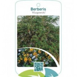 Berberis ‘Klugowski’