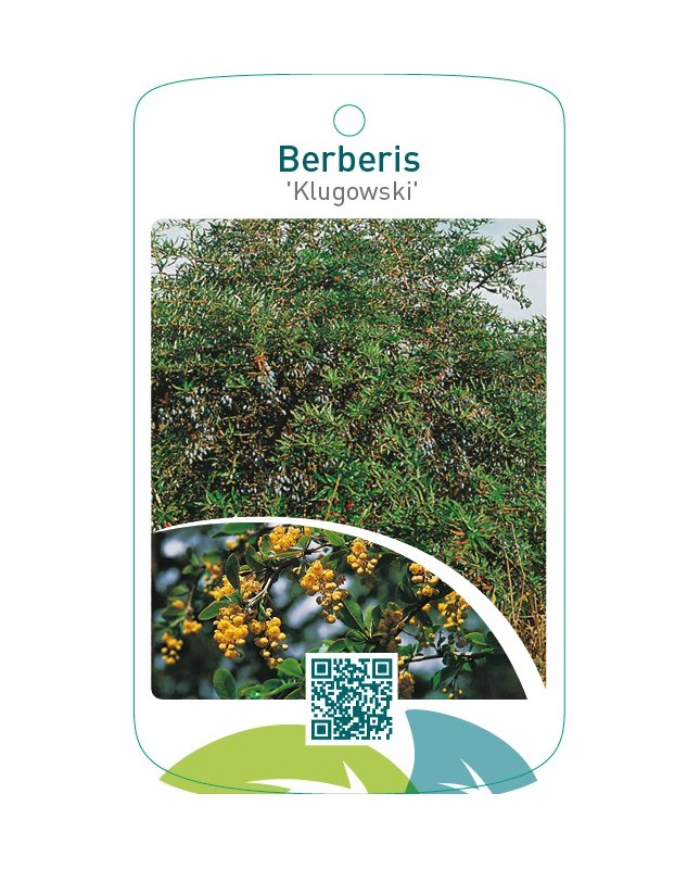 Berberis ‘Klugowski’