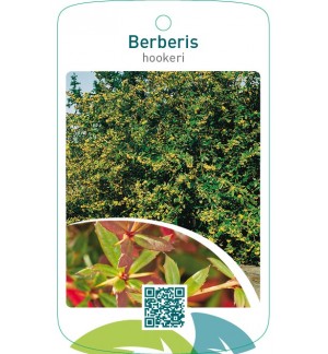 Berberis hookeri