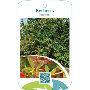 Berberis hookeri