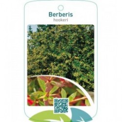 Berberis hookeri