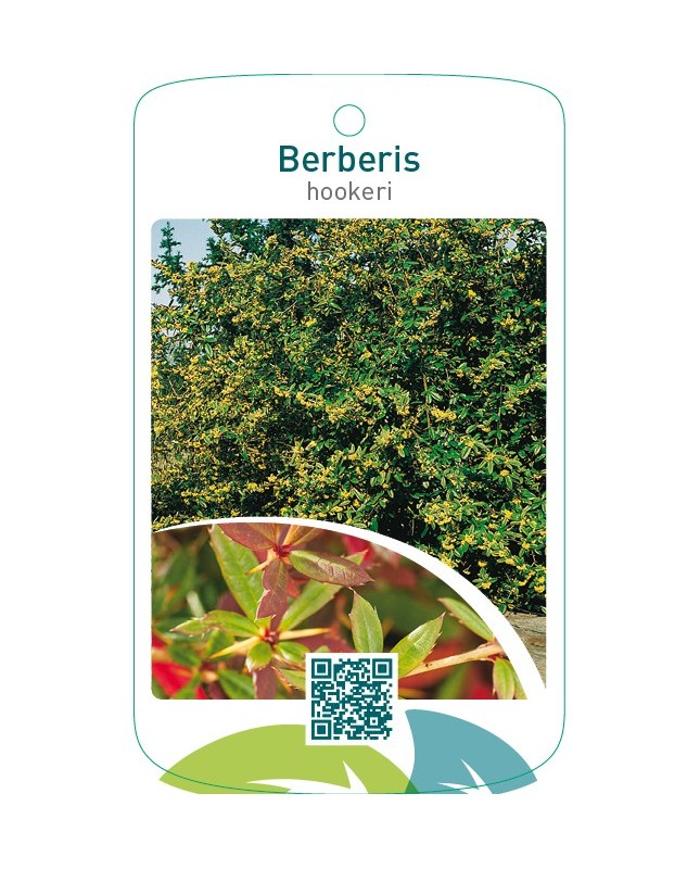 Berberis hookeri