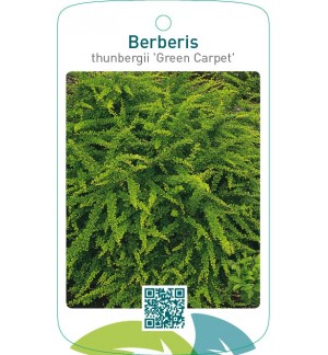 Berberis thunbergii ‘Green Carpet’