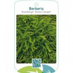 Berberis thunbergii ‘Green Carpet’