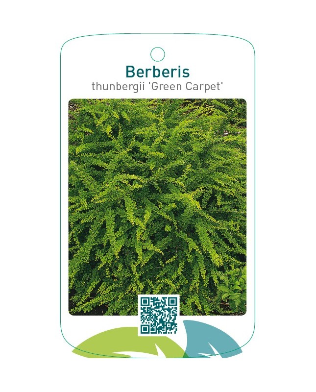 Berberis thunbergii ‘Green Carpet’
