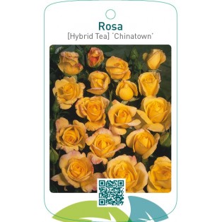 Rosa [Hybrid Tea] ‘Chinatown’
