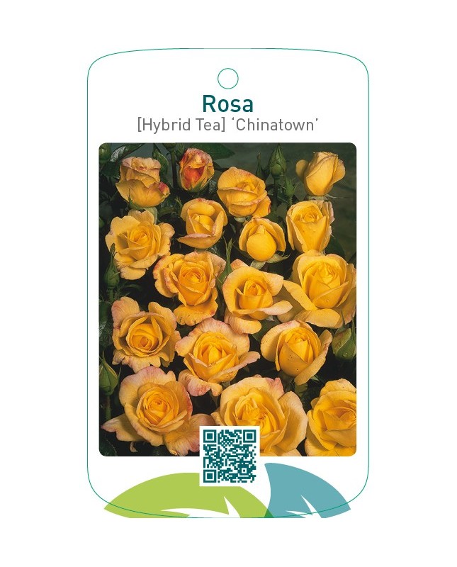 Rosa [Hybrid Tea] ‘Chinatown’