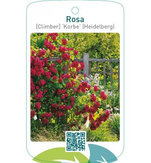 Rosa [Climber] ‘Korbe’ (Heidelberg)