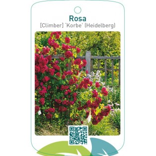 Rosa [Climber] ‘Korbe’ (Heidelberg)
