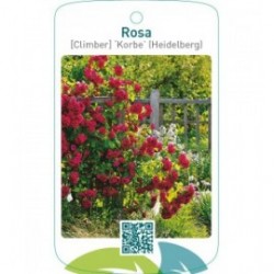 Rosa [Climber] ‘Korbe’ (Heidelberg)