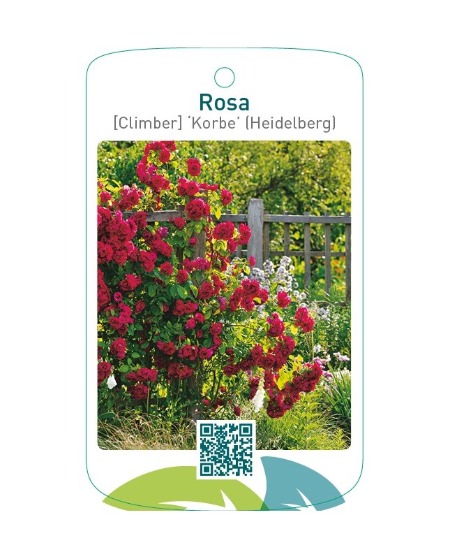 Rosa [Climber] ‘Korbe’ (Heidelberg)