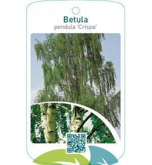 Betula pendula ‘Crispa’