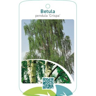 Betula pendula ‘Crispa’