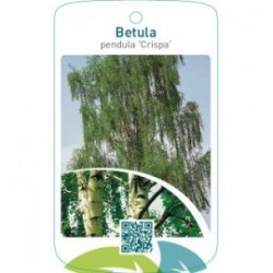Betula pendula ‘Crispa’