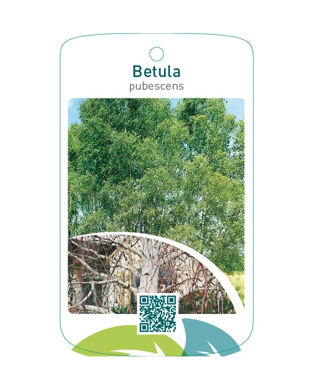 Betula pubescens