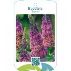 Buddleja ‘Bicolor’ Flower Power ® beschermd