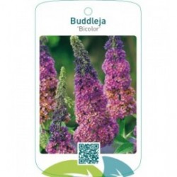 Buddleja ‘Bicolor’ Flower Power ® beschermd